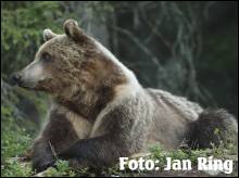 GUIDED TOUR OF THE BEAR HABITAT